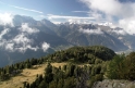 Gnarled trees, Aletsch Switzerland 17